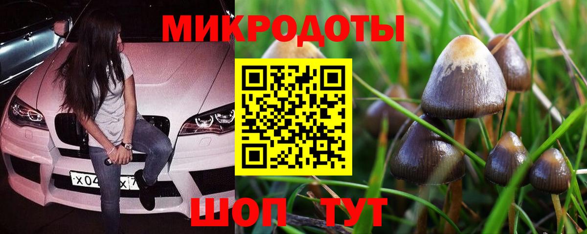 Галлюциногенные грибы Psilocybe  Алейск 